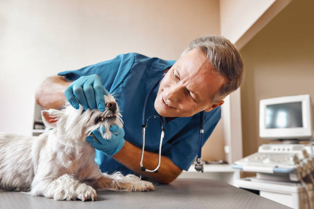 Best 24-Hour Emergency Dental Care in Grass Lake, MI
